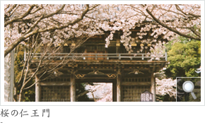 桜の仁王門